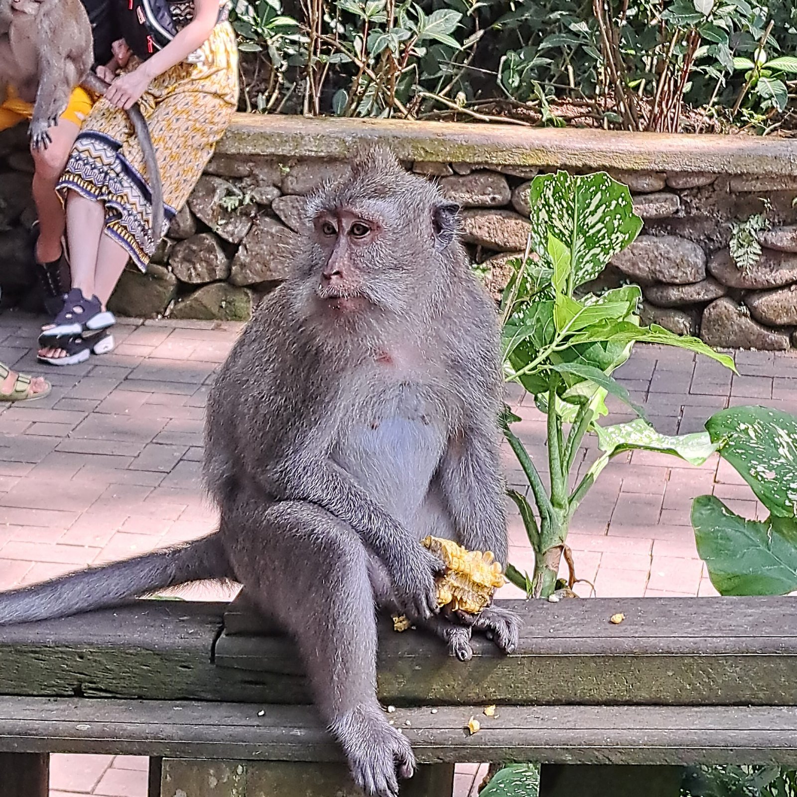 Sacred Monkey Forest – Ubud