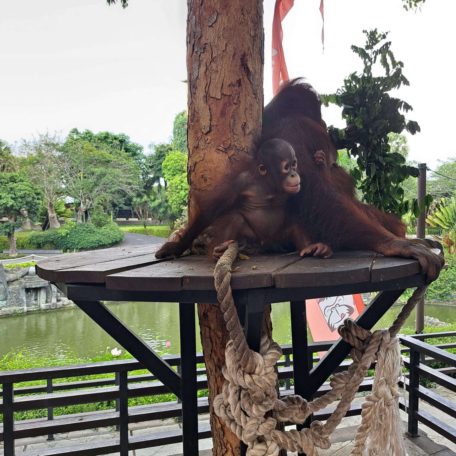 Bali Zoo – Indonesia