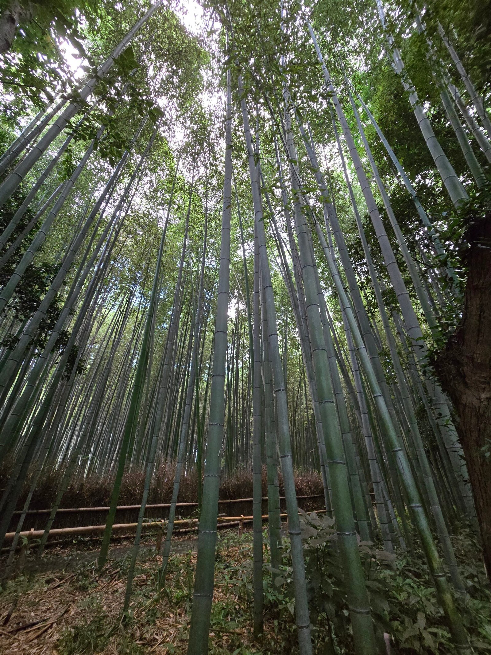 Arashiyama Bamboo Forest – Kyoto Japan