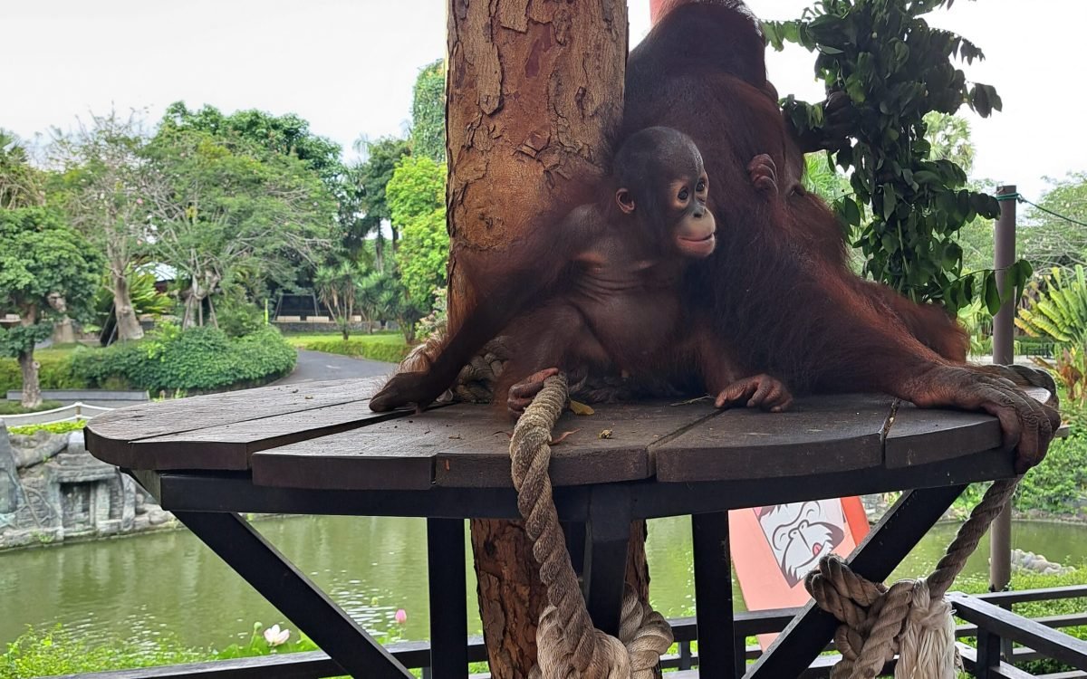 Bali Zoo – Indonesia